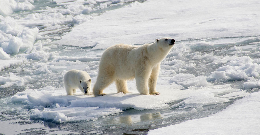 Spitzbergen Rundreise Eisbären Wildlife